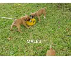 Three Boxer puppies for Sale - 2