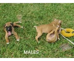 Three Boxer puppies for Sale - 3