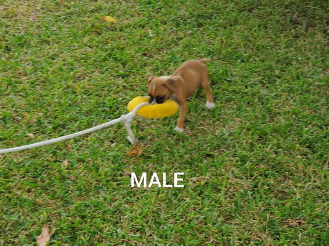 miniature boxer puppies for sale in texas