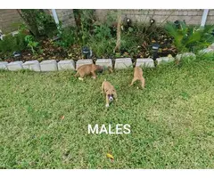 Three Boxer puppies for Sale - 7