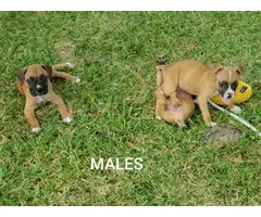Three Boxer puppies for Sale - 8