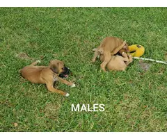 Three Boxer puppies for Sale - 9