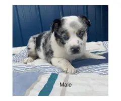 Merle and Tri Texas Heeler Puppies