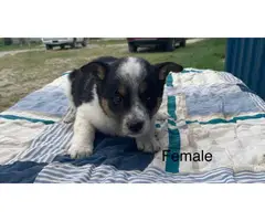 Merle and Tri Texas Heeler Puppies - 2