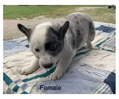 Merle and Tri Texas Heeler Puppies - 5