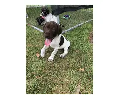3 AKC German Shorthaired pointer puppies for Sale - 1