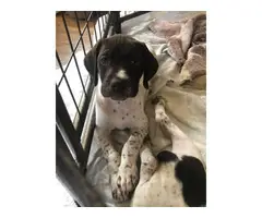 3 AKC German Shorthaired pointer puppies for Sale - 3