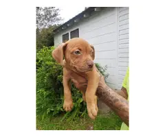 8 Gorgeous Red Nose Pit Puppies for Sale