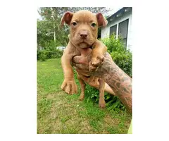 8 Gorgeous Red Nose Pit Puppies for Sale - 6
