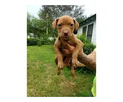 8 Gorgeous Red Nose Pit Puppies for Sale - 10