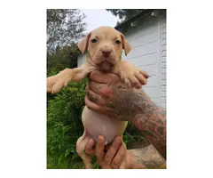 8 Gorgeous Red Nose Pit Puppies for Sale - 12