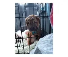 One female Shar pei puppy looking for a new home - 3