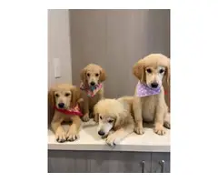 4 lovely Golden Retriever Puppies