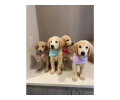 4 lovely Golden Retriever Puppies - 2