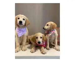 4 lovely Golden Retriever Puppies - 3
