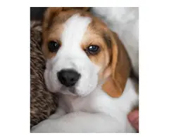 Lovely Beagle Puppies Available Now