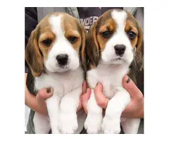 Lovely Beagle Puppies Available Now - 2