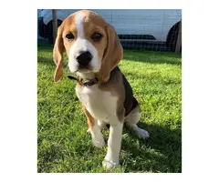 Lovely Beagle Puppies Available Now - 3