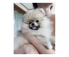 AKC registered Pomeranian puppy for rehoming - 2