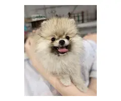 AKC registered Pomeranian puppy for rehoming - 3