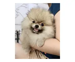 AKC registered Pomeranian puppy for rehoming - 4