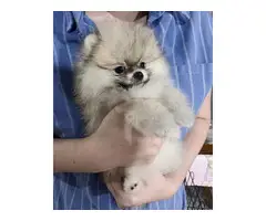 AKC registered Pomeranian puppy for rehoming - 6