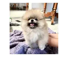 AKC registered Pomeranian puppy for rehoming - 7
