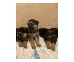 AKC Purebred German Shepherd puppies for sale