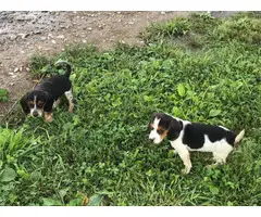2 cute female beagle puppies for adoption