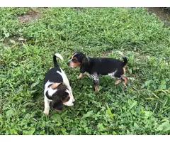 2 cute female beagle puppies for adoption - 2
