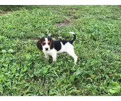 2 cute female beagle puppies for adoption - 4