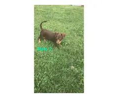 Two 14 weeks old Chiweenie puppies for sale - 2