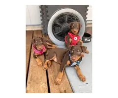 Four Doberman puppies needing a new homes