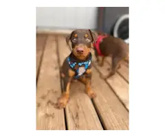 Four Doberman puppies needing a new homes - 2