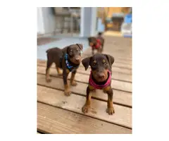 Four Doberman puppies needing a new homes - 4