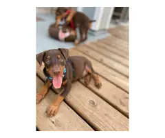 Four Doberman puppies needing a new homes - 6