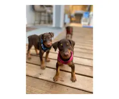 Four Doberman puppies needing a new homes - 7
