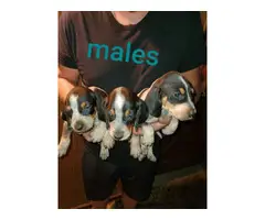 8 Bluetick Coonhound puppies available