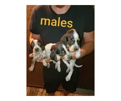 8 Bluetick Coonhound puppies available - 2