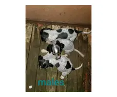 8 Bluetick Coonhound puppies available - 4