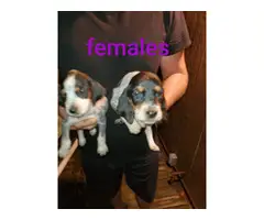 8 Bluetick Coonhound puppies available - 5