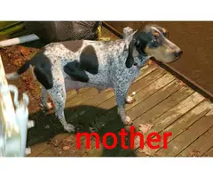 8 Bluetick Coonhound puppies available - 7