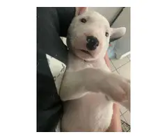 Bull Terrier Puppies 1 male and 3 females left - 3
