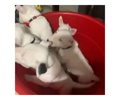 Bull Terrier Puppies 1 male and 3 females left - 4