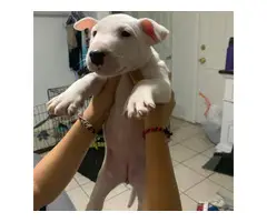 Bull Terrier Puppies 1 male and 3 females left - 5