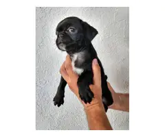 Male Pug puppies ready for new homes