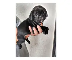 Male Pug puppies ready for new homes - 2