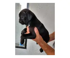 Male Pug puppies ready for new homes - 3