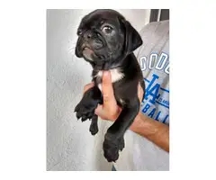Male Pug puppies ready for new homes - 4