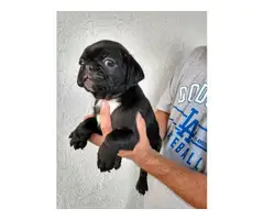 Male Pug puppies ready for new homes - 5